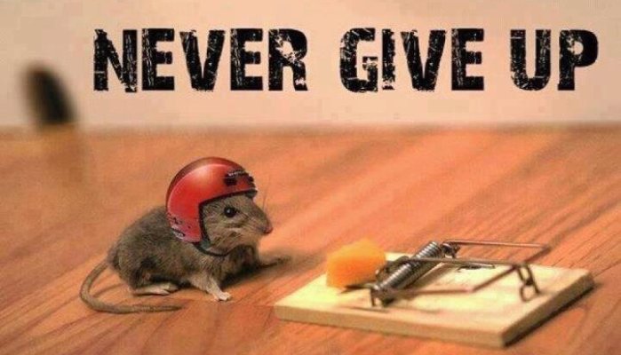 Sobre phrasal verbs: never give up - nunca desista